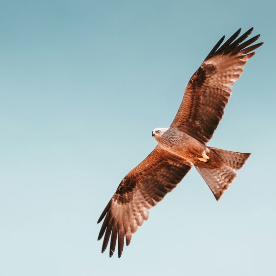 category